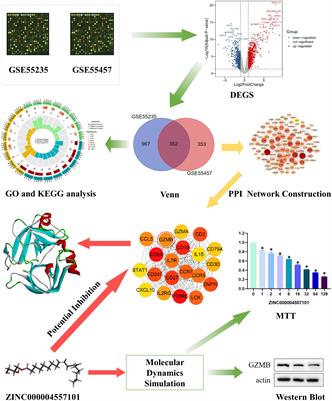 Effective natural inhibitors targeting granzyme B in rheumatoid arthritis by computational study